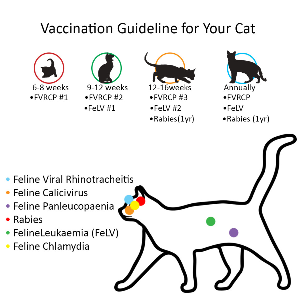 Vaccinations for cats