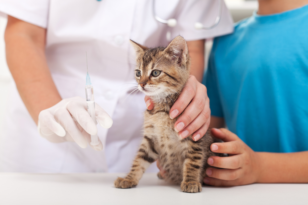 kitten getting ready to be vaccinated