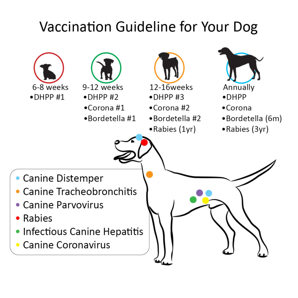 Vaccinations for dogs.