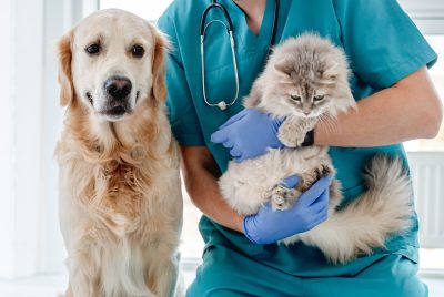 Pulmonary Edema in Pets | Mission Veterinary Clinic