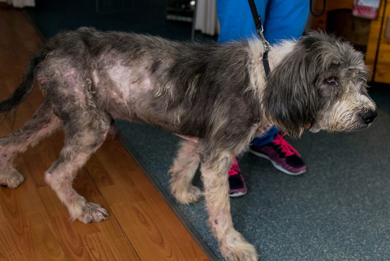 Sarcoptic Mange in Pets Mission Veterinary Clinic
