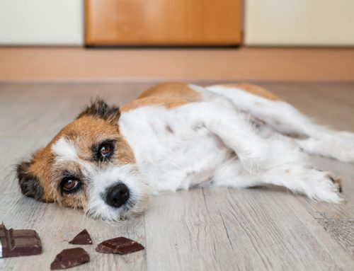 Toxin Alert: What to Do if Your Pet Eats Something Poisonous