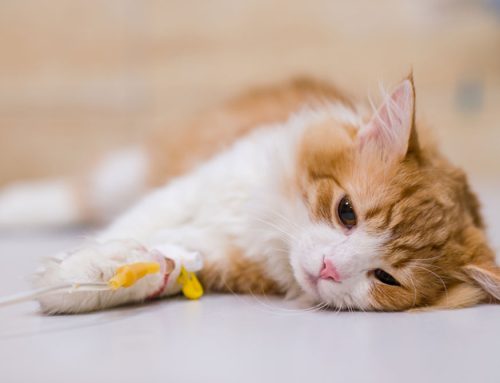 Emergency Pet Symptoms: When to Seek Immediate Care