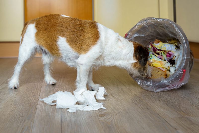 Picture of Foreign Object Ingestion in Pets: What to Do If Your Pet Swallows ...