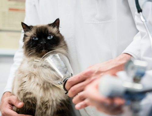 What to Do if Your Pet Has Breathing Problems: A Life-Saving Guide