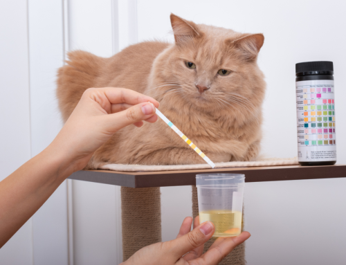 Caring for Your Cat: Recognizing and Treating Urinary Blockages