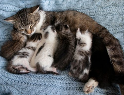 Birthing Complications in Pets: When to Act Quickly