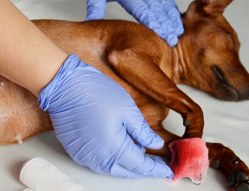 What to Do If Your Pet is Bleeding: Expert Tips for Emergencies