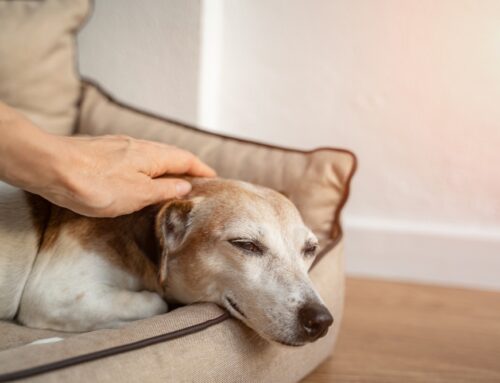 Is Your Pet in Shock? A Vet’s Guide to Fast Action!