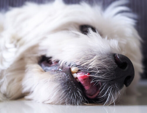 Seizures in Pets: What to Do During and After an Episode