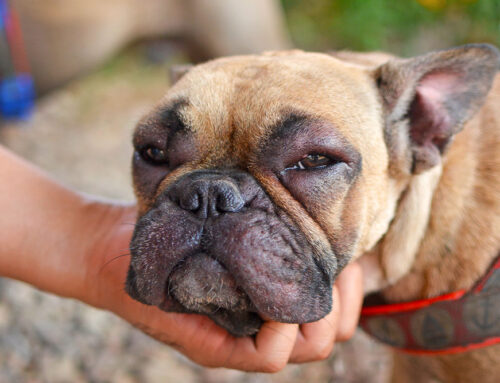 Recognizing Severe Allergies in Pets: From Hives to Anaphylaxis