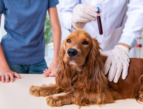 Ignoring Food: When to Worry About Your Pet’s Appetite Loss