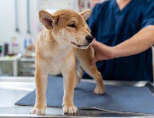 Common Puppy Emergencies: What to Watch For and How to Respond