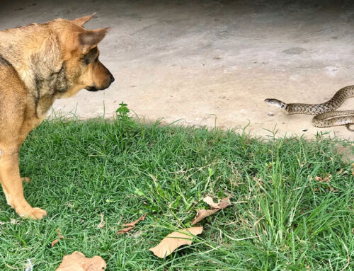 Snake Bites in Pets: How to Respond to This Dangerous Emergency