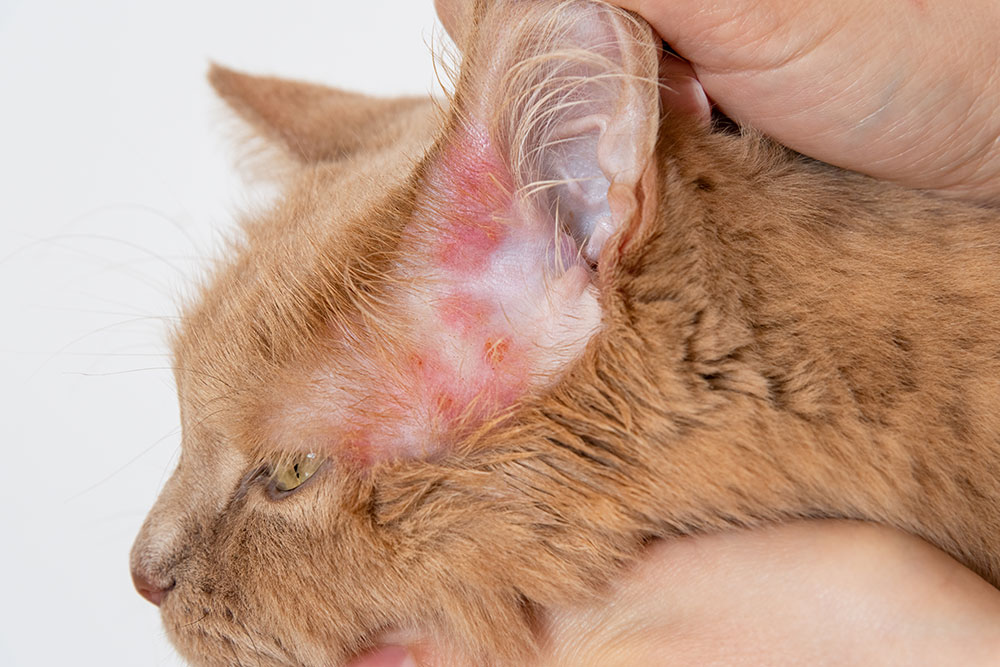 Close-up of a cat’s head with its ear gently pulled back, revealing red, inflamed skin inside the ear.