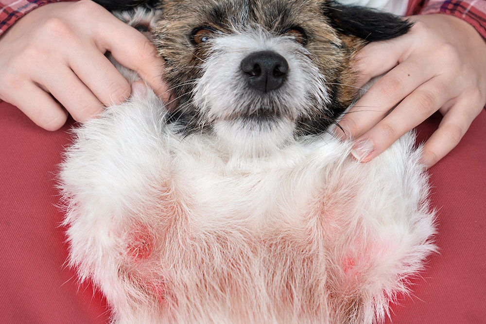 Close-up of a small dog lying on its back while a person holds it, showing red, irritated skin on the dog’s belly.