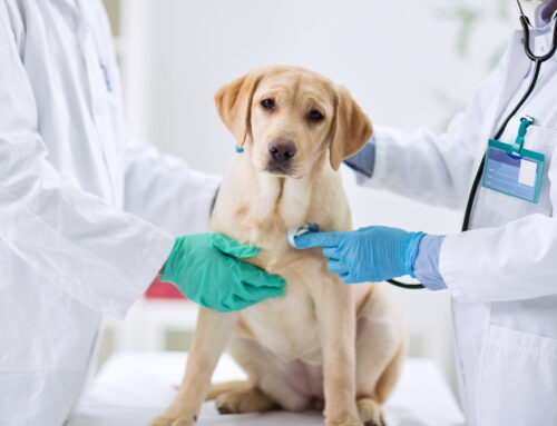 Signs Your Pet is in Pain: How to Tell and What to Do