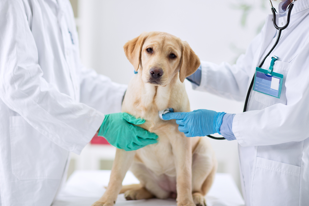 Veterinary check-up on a young Labrador dog.