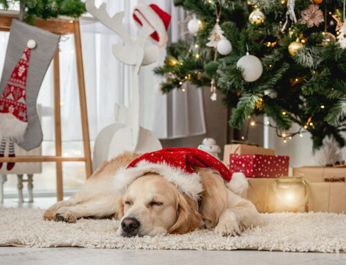 Holiday Hazards for Pets: What You Should Know