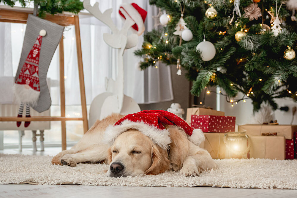 Golden retriever wearing a red Santa hat, sleeping on a rug by a decorated Christmas tree with gifts. Cozy and festive holiday scene.