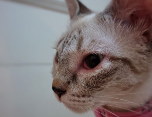 Entropion/Ectropion: Surgical Correction and Outcomes-