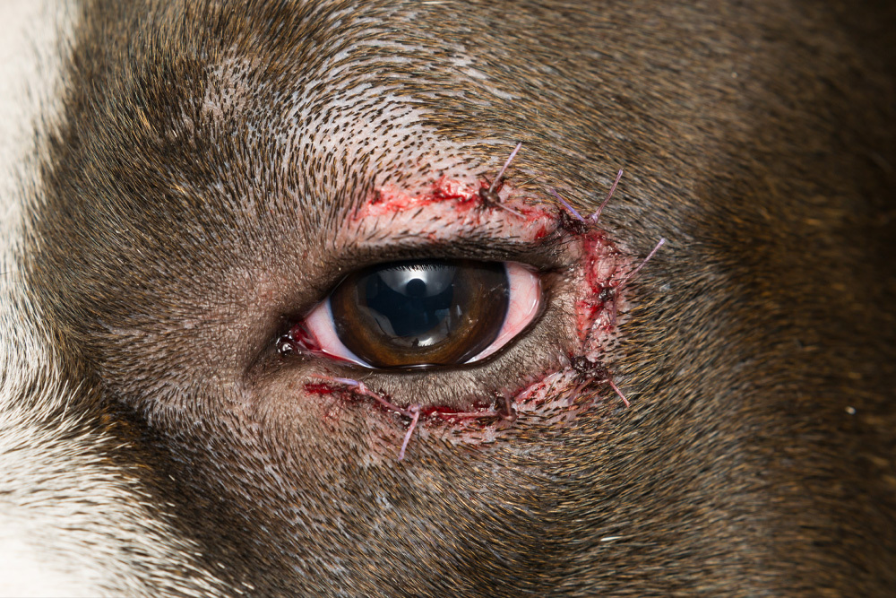 Close-up of a dog’s eye with surgical stitches after an injury