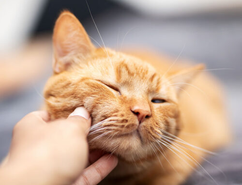 Apartment Cats: Litter Box Design, Vertical Space, and Enrichment-