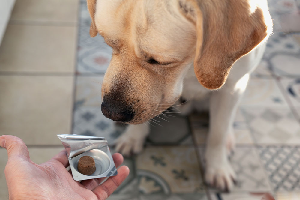 A top-down view of a yellow Labrador Retriever looking down at a round brown medicinal chew or treat held in a person's open palm.