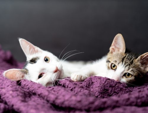 Deworming Schedules for Puppies & Kittens