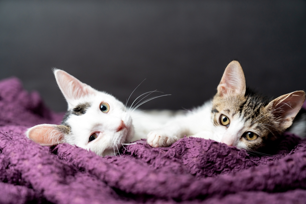 Two kittens lying close together on a soft purple blanket, looking toward the camera.