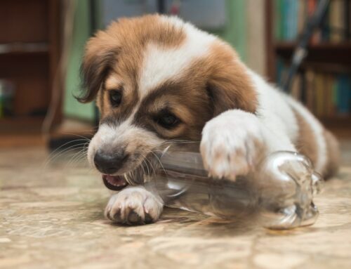 Dangerous Equipment for your pet