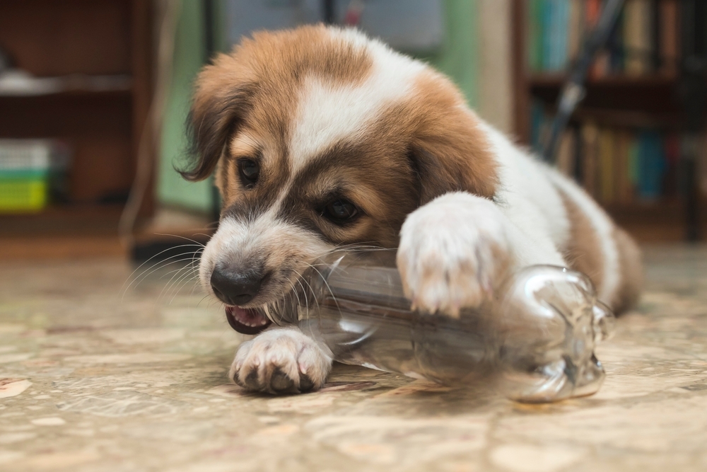 puppy chewing plastic bottle highlighting unsafe chewing behavior
