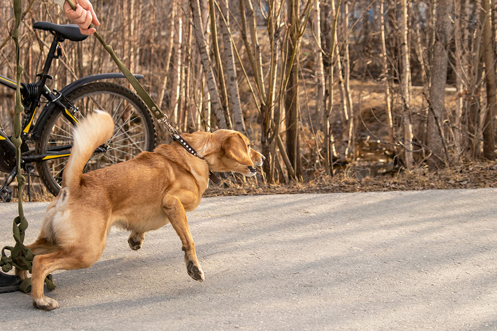 A tan dog lunges forward on a leash while being held by an owner next to a bicycle on a paved outdoor trail.