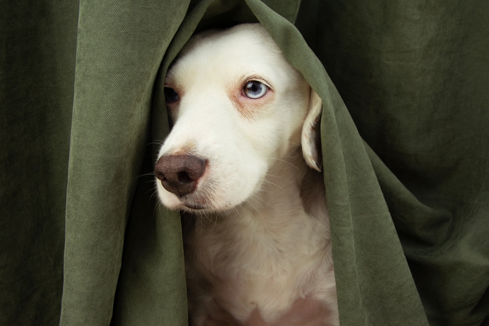 White dog camouflaged in light background illustrating hidden dog anxiety and the importance of early socialization and training.