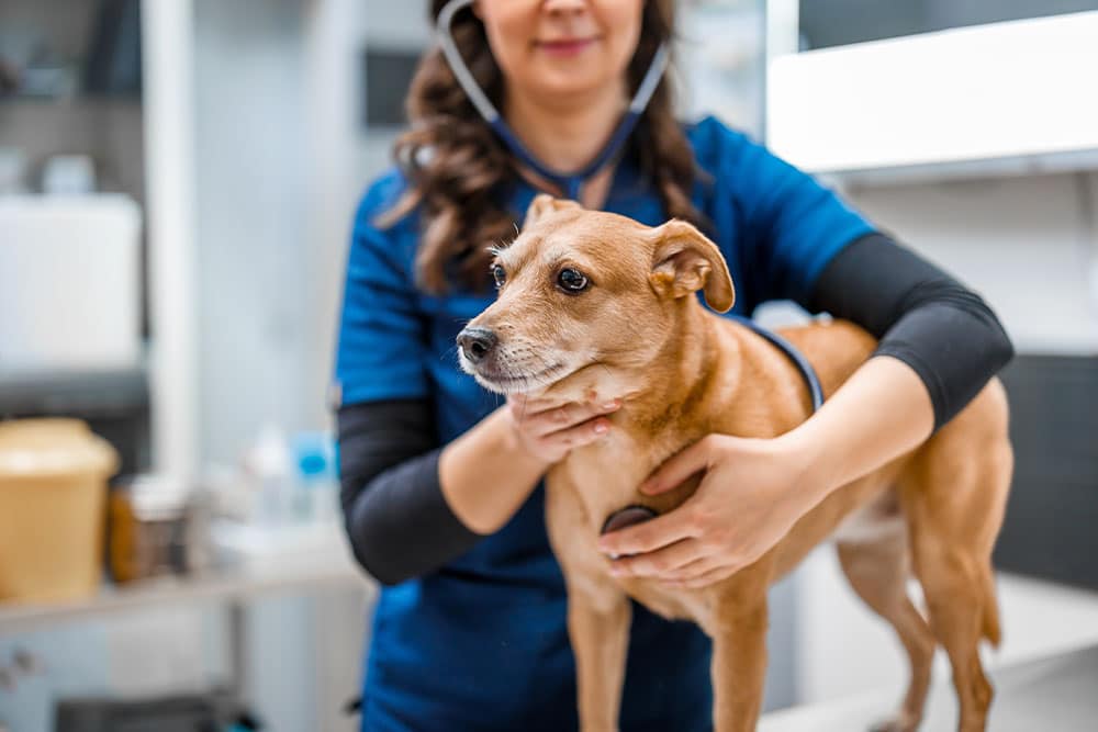 A veterinarian in blue scrubs using a stethoscope to examine a small brown dog on a clinical table.