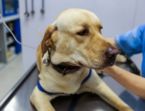 What Changes in Your Pet’s Veterinary Care at Each Life Stage