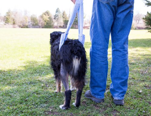 Is Your Dog’s Sudden Limp a Torn Knee Ligament?