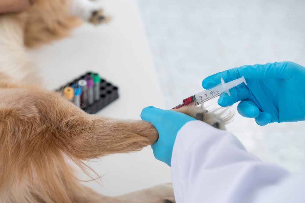 Veterinarian collecting a blood sample from a dog for diagnostic testing.
