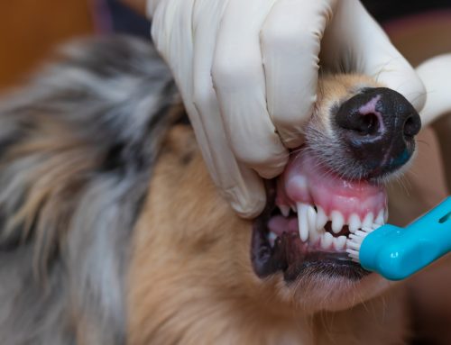 How Brushing Your Pet’s Teeth Protects Their Heart