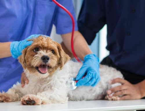 Is a Body Condition Score of 7 Out of 9 Bad for My Pet?