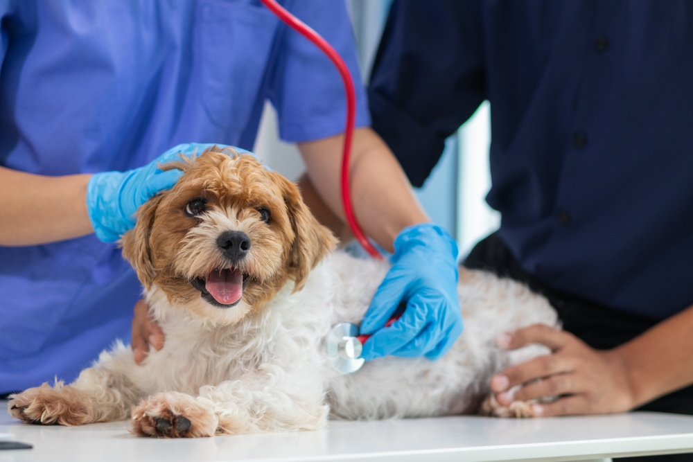 Veterinarian using a stethoscope to examine a dog during a routine wellness checkup.