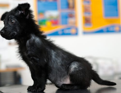 Is My Pet’s Hair Loss Normal, or Does It Need Urgent Care?